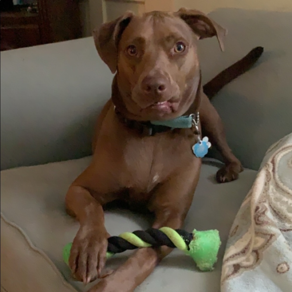 Meet your Posher, Casey